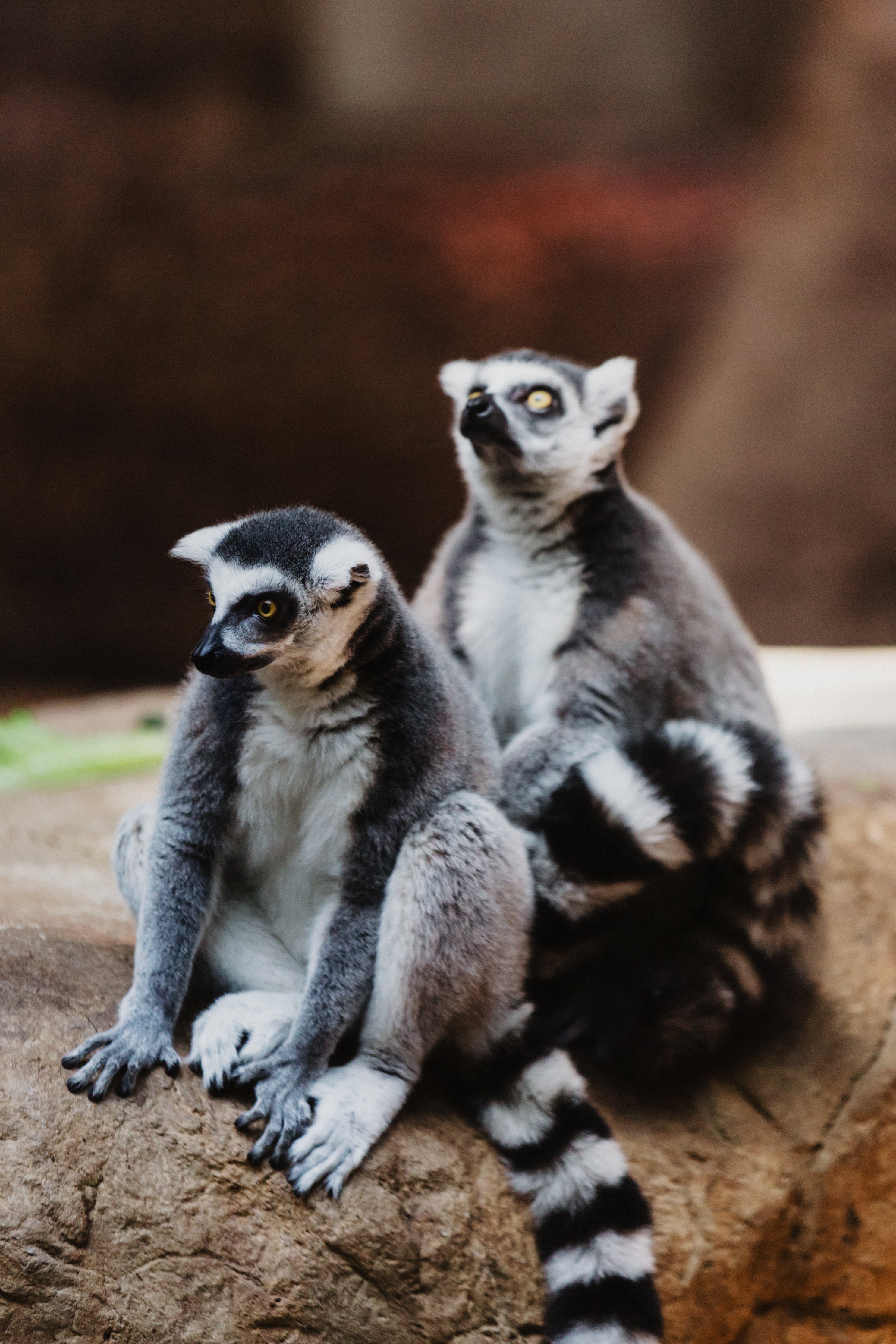 lemurs-sitting-on-log
