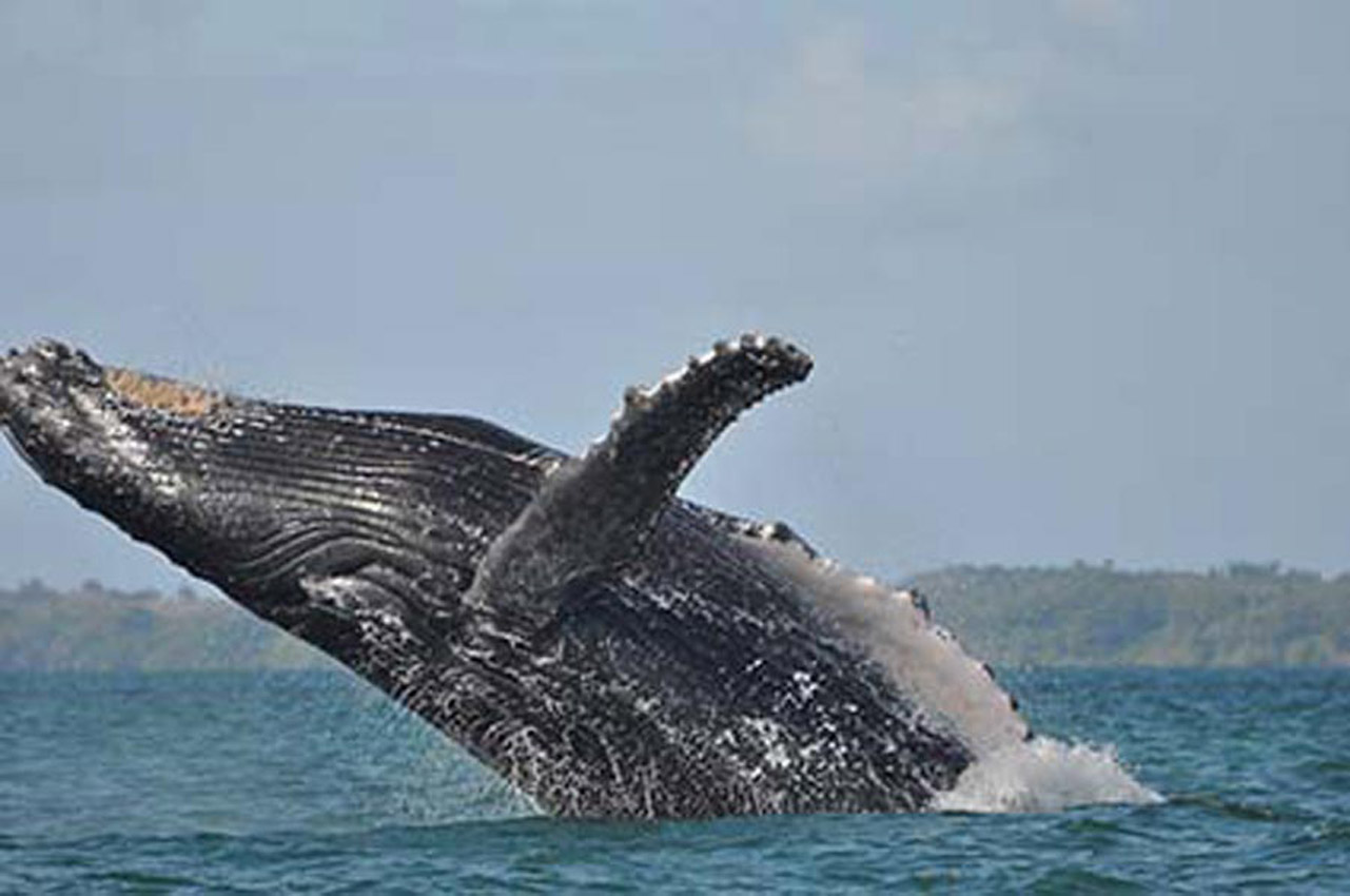 baleines st mar baleines st mar