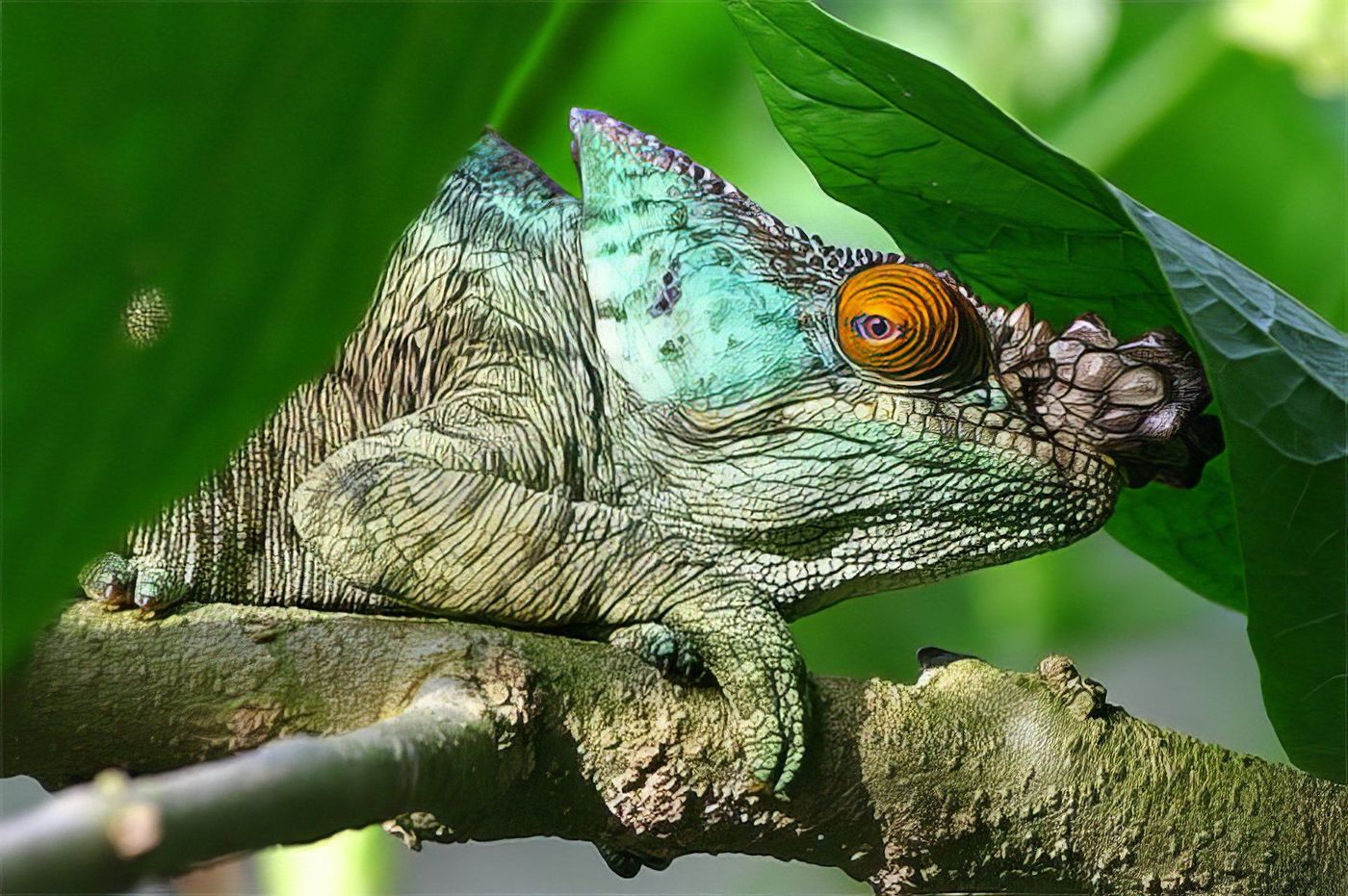 pereyras pereyras